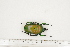  (Dicronorhina - BC-TB7337)  @14 [ ] Copyright (2010) Thierry Bouyer Research Collection of Philippe Leonard