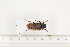  (Sarmydus subcoriaceus - BC-TB7461)  @13 [ ] Copyright (2010) Thierry Bouyer Research Collection of Alain Drumont