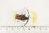  ( - BC-TB7483)  @12 [ ] Copyright (2010) Thierry Bouyer Research Collection of Alain Drumont
