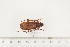  ( - BC-TB7489)  @13 [ ] Copyright (2010) Thierry Bouyer Research Collection of Alain Drumont