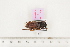  ( - BC-TB7491)  @11 [ ] Copyright (2010) Thierry Bouyer Research Collection of Alain Drumont