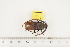 ( - BC-TB7493)  @13 [ ] Copyright (2010) Thierry Bouyer Research Collection of Alain Drumont