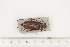  ( - BC-TB7494)  @12 [ ] Copyright (2010) Thierry Bouyer Research Collection of Alain Drumont