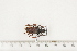  ( - BC-TB7498)  @12 [ ] Copyright (2010) Thierry Bouyer Research Collection of Alain Drumont