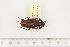  ( - BC-TB7506)  @13 [ ] Copyright (2010) Thierry Bouyer Research Collection of Alain Drumont