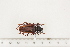  ( - BC-TB7507)  @11 [ ] Copyright (2010) Thierry Bouyer Research Collection of Alain Drumont