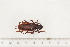  ( - BC-TB7508)  @11 [ ] Copyright (2010) Thierry Bouyer Research Collection of Alain Drumont