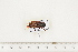  ( - BC-TB7509)  @12 [ ] Copyright (2010) Thierry Bouyer Research Collection of Alain Drumont
