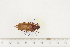  ( - BC-TB7511)  @12 [ ] Copyright (2010) Thierry Bouyer Research Collection of Alain Drumont