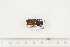  ( - BC-TB7513)  @12 [ ] Copyright (2010) Thierry Bouyer Research Collection of Alain Drumont