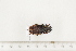  ( - BC-TB7515)  @11 [ ] Copyright (2010) Thierry Bouyer Research Collection of Alain Drumont