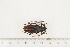  ( - BC-TB7516)  @11 [ ] Copyright (2010) Thierry Bouyer Research Collection of Alain Drumont