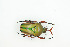  (Eudicella gralli - BC-TB9052)  @13 [ ] Copyright (2012) Thierry Bouyer Research Collection of Thierry Bouyer