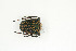  (Megalorhina peregrina - BC-TB9072)  @14 [ ] Copyright (2012) Thierry Bouyer Research Collection of Thierry Bouyer