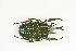  (Mecynorrhinella polyphemus - BC-TB9087)  @11 [ ] Copyright (2012) Thierry Bouyer Research Collection of Thierry Bouyer