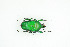  (Dicronorhina cavifrons - BC-TB9105)  @11 [ ] Copyright (2012) Thierry Bouyer Research Collection of Thierry Bouyer