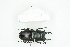  ( - BC-TB8287)  @11 [ ] Copyright (2011) Thierry Bouyer Research Collection of Thierry Bouyer