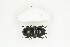  ( - BC-TB8288)  @13 [ ] Copyright (2011) Thierry Bouyer Research Collection of Thierry Bouyer