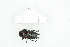 ( - BC-TB8324)  @13 [ ] Copyright (2011) Thierry Bouyer Research Collection of Thierry Bouyer
