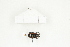  ( - BC-TB8328)  @12 [ ] Copyright (2011) Thierry Bouyer Research Collection of Thierry Bouyer
