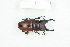  ( - BC-TB8377)  @11 [ ] Copyright (2011) Thierry Bouyer Research Collection of Thierry Bouyer