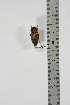  ( - BC-TB4883)  @11 [ ] Copyright (2010) Unspecified Research Collection of Thierry Bouyer