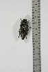 ( - BC-TB4886)  @13 [ ] Copyright (2010) Unspecified Research Collection of Thierry Bouyer