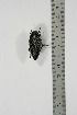  ( - BC-TB4887)  @11 [ ] Copyright (2010) Unspecified Research Collection of Thierry Bouyer