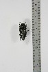  ( - BC-TB4888)  @11 [ ] Copyright (2010) Unspecified Research Collection of Thierry Bouyer