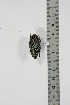  ( - BC-TB4889)  @12 [ ] Copyright (2010) Unspecified Research Collection of Thierry Bouyer