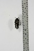  ( - BC-TB4895)  @11 [ ] Copyright (2010) Unspecified Research Collection of Thierry Bouyer