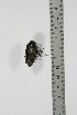  ( - BC-TB4897)  @13 [ ] Copyright (2010) Unspecified Research Collection of Thierry Bouyer