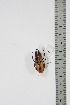  ( - BC-TB4905)  @11 [ ] Copyright (2010) Unspecified Research Collection of Thierry Bouyer