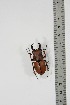  ( - BC-TB4933)  @13 [ ] Copyright (2010) Unspecified Research Collection of Thierry Bouyer