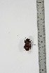  ( - BC-TB4955)  @11 [ ] Copyright (2010) Unspecified Research Collection of Thierry Bouyer