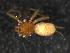  (Dipluridae - JL13680_1)  @11 [ ] Copyright - All Rights Reserved (2023) Jørgen Lissner Natural History Museum Aarhus