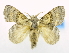  ( - USNM ENT 00808899)  @13 [ ] Unspecified (default): All Rights Reserved  Unspecified Unspecified