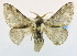  (Tolype columbiana - USNM ENT 00808918)  @14 [ ] Unspecified (default): All Rights Reserved  Unspecified Unspecified