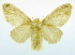  (Caeculia catharina - USNM ENT 00808927)  @14 [ ] Unspecified (default): All Rights Reserved  Unspecified Unspecified