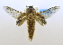  (Caeculia angustipennis - USNM ENT 00808930)  @14 [ ] Unspecified (default): All Rights Reserved  Unspecified Unspecified