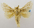  (Caeculia mexicana - USNM ENT 00980709)  @14 [ ] Unspecified (default): All Rights Reserved  Unspecified Unspecified