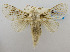  (Caeculia alma - USNM ENT 00980710)  @15 [ ] Unspecified (default): All Rights Reserved  Unspecified Unspecified