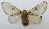  (Caeculia crassilinea - USNM ENT 00980711)  @14 [ ] Unspecified (default): All Rights Reserved  Unspecified Unspecified