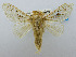  (Caeculia cinerascens - USNM ENT 00980713)  @14 [ ] Unspecified (default): All Rights Reserved  Unspecified Unspecified