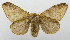  (Caeculia pelochroa - USNM ENT 00980715)  @14 [ ] Unspecified (default): All Rights Reserved  Unspecified Unspecified