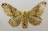  (Caeculia medialis - USNM ENT 00980716)  @14 [ ] Unspecified (default): All Rights Reserved  Unspecified Unspecified