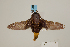  ( - USNM ENT 00475774)  @13 [ ] Unspecified (default): All Rights Reserved  Unspecified Unspecified