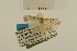  ( - USNM ENT 00475775)  @13 [ ] Unspecified (default): All Rights Reserved  Unspecified Unspecified