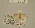  (Nola nr. melanoscelis - USNM ENT 00475778)  @14 [ ] Unspecified (default): All Rights Reserved  Unspecified Unspecified