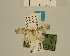  ( - USNM ENT 00475779a)  @13 [ ] Unspecified (default): All Rights Reserved  Unspecified Unspecified